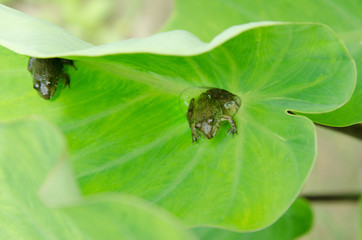 Frog on leaves Bon leaf in a nature.