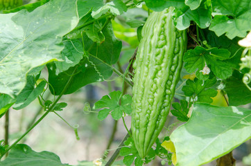 often called bitter melon, bitter gourd or bitter squash in English, has many other local names.