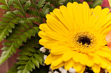Gerbera