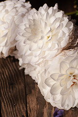 Fototapeta na wymiar Flowers of white chrysanthemum under the sun light, with beautiful bokeh