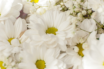 Flowers of white chrysanthemum under the sun light, with beautiful bokeh