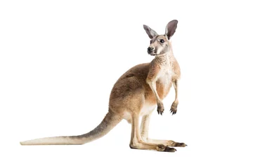 Fotobehang Kangoeroe Rode kangoeroe op wit