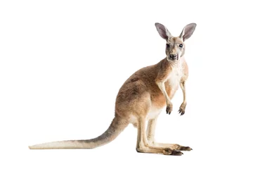 Foto op Plexiglas Kangoeroe Rode kangoeroe op wit