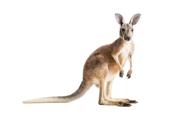 Poster Im Rahmen Rotes Känguru auf Weiß © bradleyblackburn