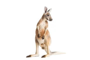 Acrylic prints Kangaroo Red Kangaroo on White