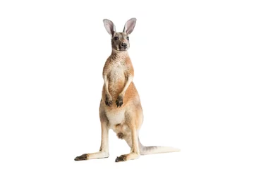 Foto op Plexiglas Rode kangoeroe op wit © bradleyblackburn