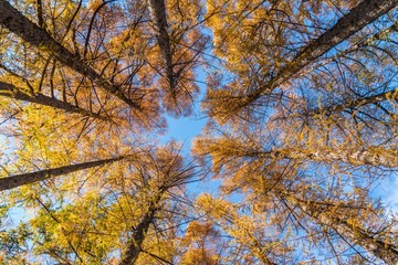 Fototapeta premium 落葉松の紅葉