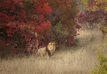 Lion in a familiar environment.