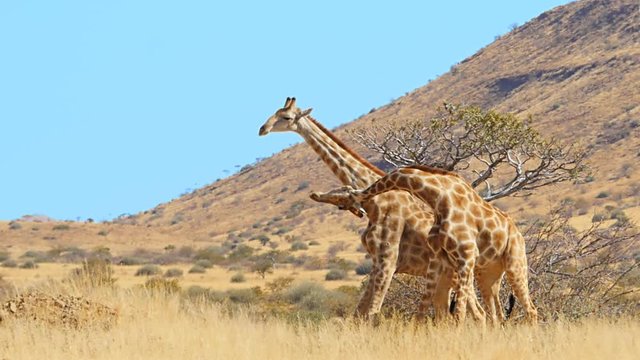 giraffes fighting for dominance mating behavior slow motion