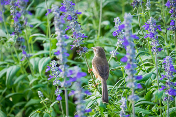 ird hovering and perching on purple flowers.