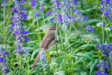 ird hovering and perching on purple flowers.