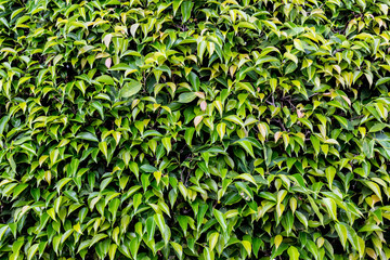 fresh and green leaves