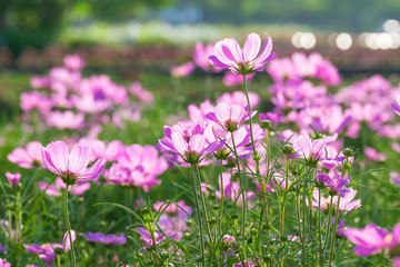 Cosmos flowers summer.