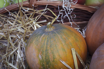 Farm. Harvest fruits and vegetables