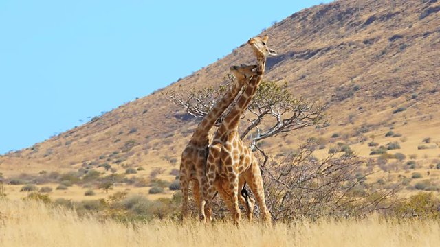 giraffes fighting fslow motion