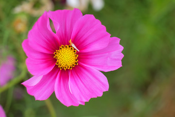 Obraz premium Cosmos flowers summer.