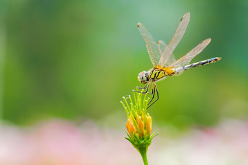 Grasshopper perched on a flower.
