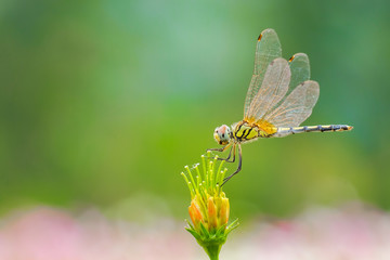 Grasshopper perched on a flower.