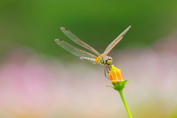 Grasshopper perched on a flower.