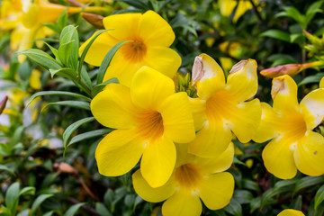 Background with beautiful yellow flowers