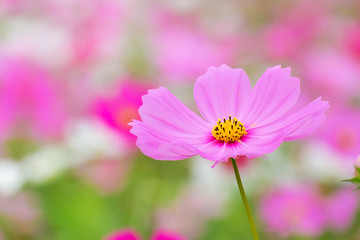 Cosmos flowers summer.