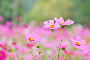Cosmos flowers summer.