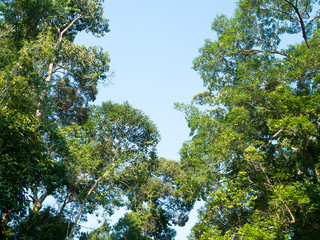 Tree. Perspective unique nature green leave view from under big green tree. Natural and environment concept.
