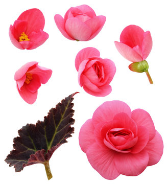 Set of pink begonia flowers, buds and a leaf