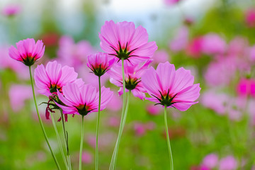 Fototapeta premium Cosmos flowers summer.