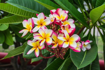 frangipani flowers