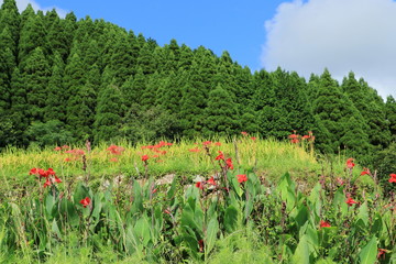 棚田の初秋　日南市坂元棚田