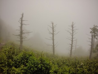 scenes along appalachian trail in smoky mountains north carolina