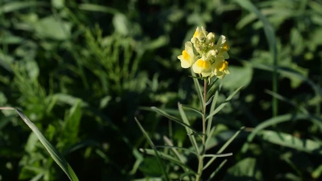 Linaria vulgaris. Yellow Toadflax blooming in grassland in a field or meadow