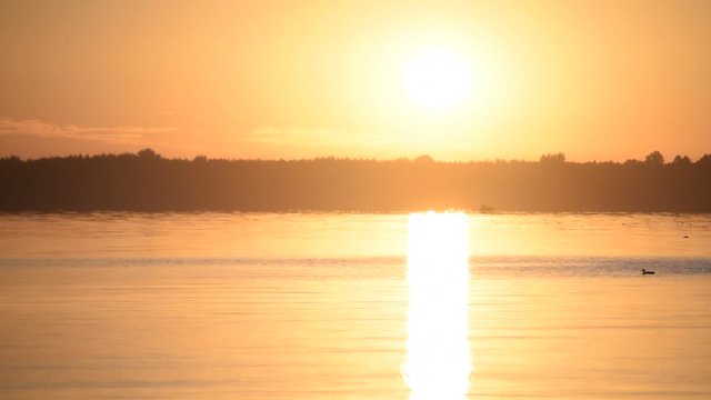 Beautiful lake at sunrise with swimming duck.