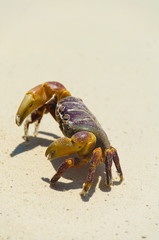crab on the beach , koh tachai , thailand