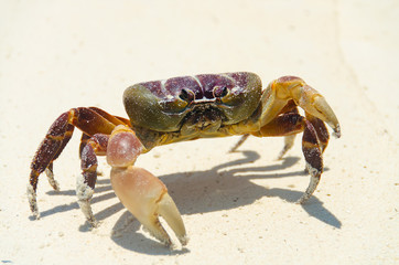 crab on the beach , koh tachai , thailand