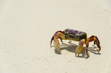 crab on the beach , koh tachai , thailand