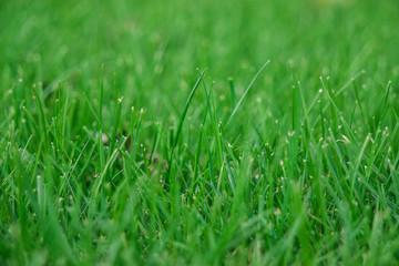 texture of green grass, green color background