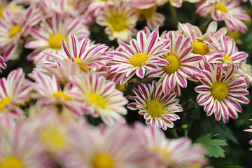 Beautiful chrysanthemum flowers