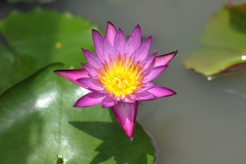 lotus blossoms or water lily flowers blooming on pond