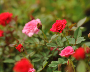 field of roses (Rosaceae) and blur background