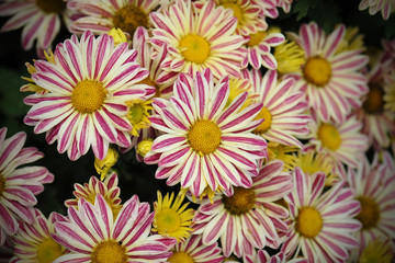 Fototapeta na wymiar Beautiful chrysanthemum flowers