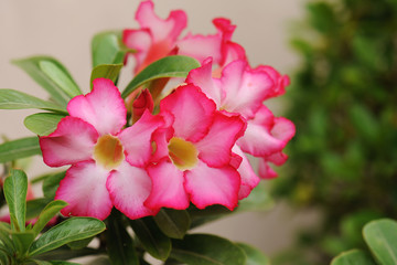 Fototapeta premium Pink Desert Rose or Impala Lily or Mock Azalea flower