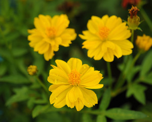 Zinnia flower(Zinnia violacea Cav.)