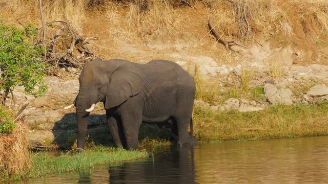 big male elephant feeding into the zambesi river chobe national park botswana water view