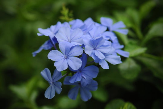 blue color plumbago or plumbaginaceae flower