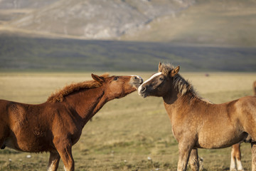 Two brown foals play in a green field. Sunset light