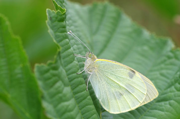 pieris brassicae ist der wissenschaftliche name vom kohlweißling