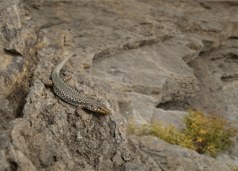 Lizard on the rock.
