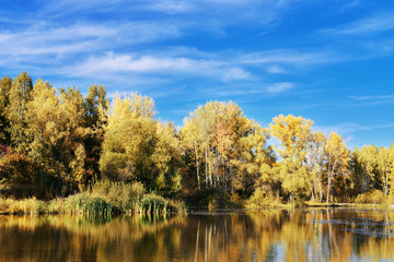 Poplar trees with yellow leaves reflected in the water